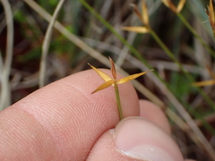 Carex pauciflora