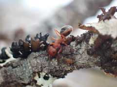 Formica integra