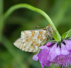 Boloria napaea