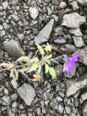 Viola