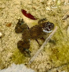Bombina variegata