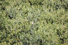 Lanius isabellinus