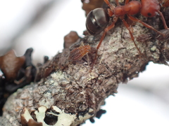 Aphidomorpha