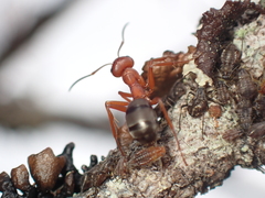 Formica integra