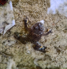 Bombina variegata