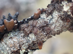 Aphidomorpha