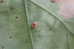 Neuroterus numismalis