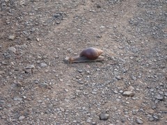 Lissachatina immaculata