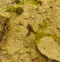 Bombina variegata