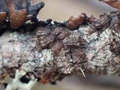 Aphidomorpha