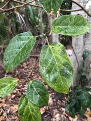 Sterculia quadrifida