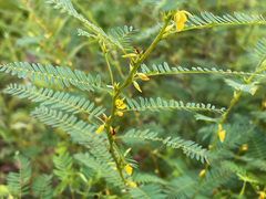 Chamaecrista fasciculata