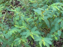 Chamaecrista fasciculata