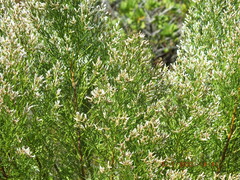 Baccharis angustifolia