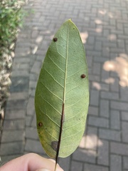 Quercus imbricaria