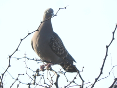 Patagioenas maculosa