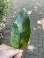 Quercus imbricaria