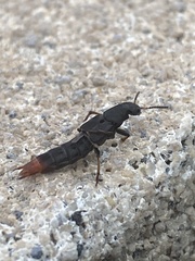 Platydracus caliginosus