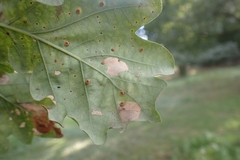 Neuroterus numismalis