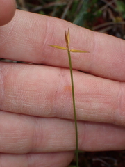 Carex pauciflora