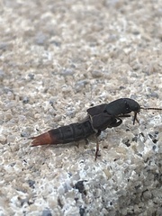 Platydracus caliginosus