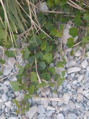 Vitis vinifera