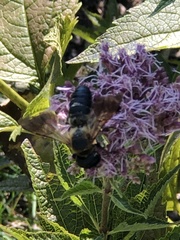 Megachile sculpturalis