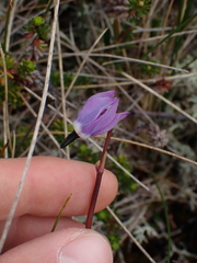 Primula jeffreyi
