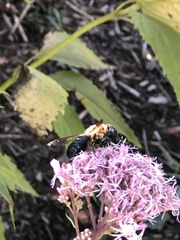 Megachile sculpturalis