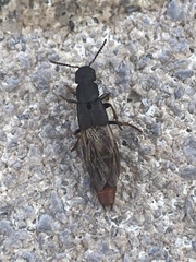 Platydracus caliginosus