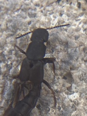 Platydracus caliginosus
