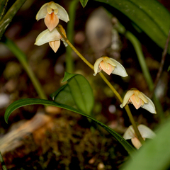Bulbophyllum
