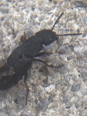 Platydracus caliginosus