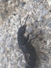 Platydracus caliginosus