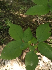 Ulmus americana