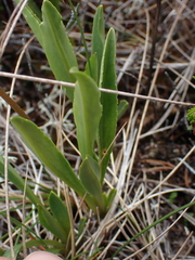 Primula jeffreyi