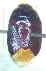 Cydnidae