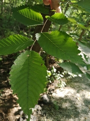Ulmus americana