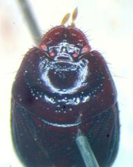Cydnidae