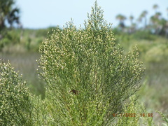 Baccharis angustifolia