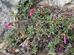 Penstemon newberryi