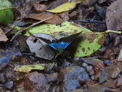 Astraptes