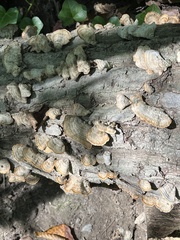 Stereum subtomentosum