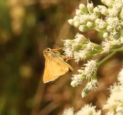 Atalopedes campestris