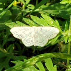 Scopula limboundata
