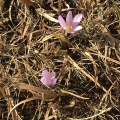 Colchicum