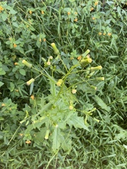 Erechtites hieraciifolius