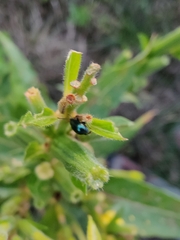 Plagiodera versicolora