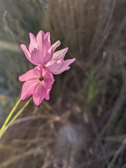 Ixia micrandra