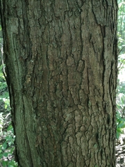 Ulmus americana